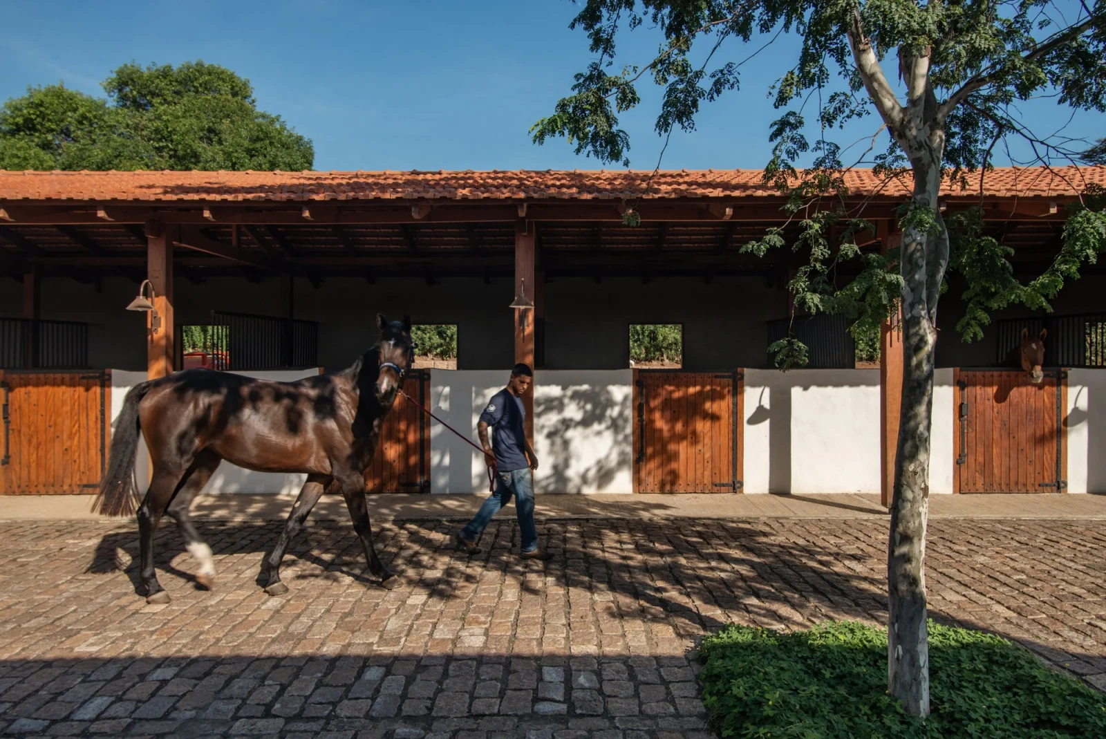 Cavalo conduzido junto às baias.